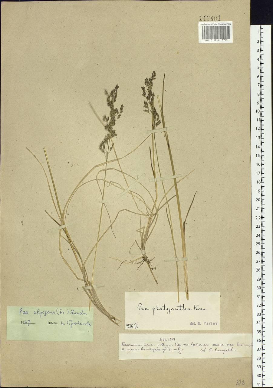 Poa alpigena Lindm., Siberia, Chukotka & Kamchatka (S7) (Russia)