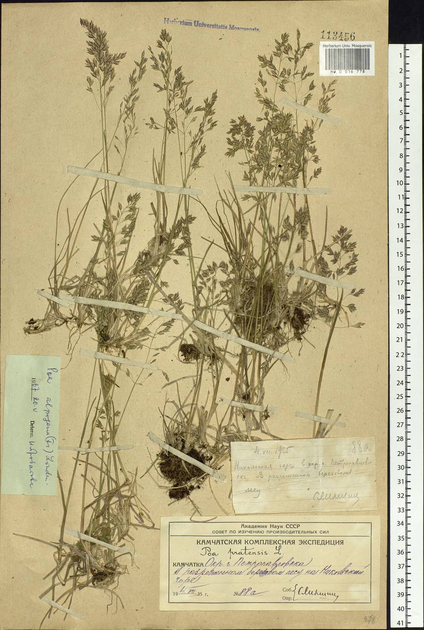 Poa alpigena Lindm., Siberia, Chukotka & Kamchatka (S7) (Russia)