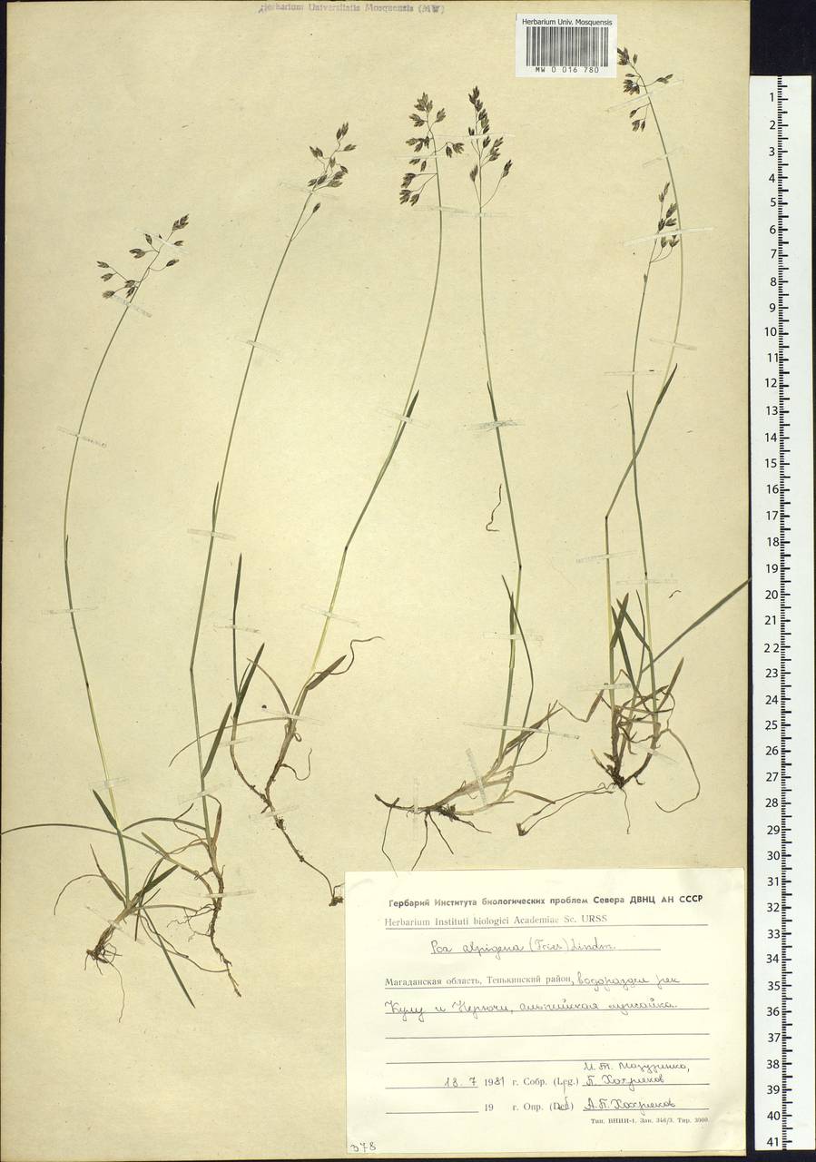 Poa alpigena Lindm., Siberia, Chukotka & Kamchatka (S7) (Russia)