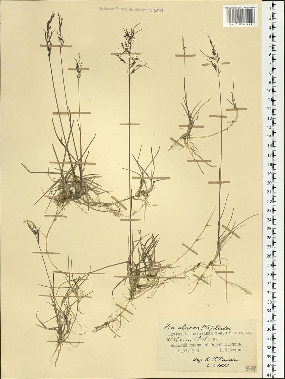 Poa alpigena Lindm., Siberia, Yakutia (S5) (Russia)