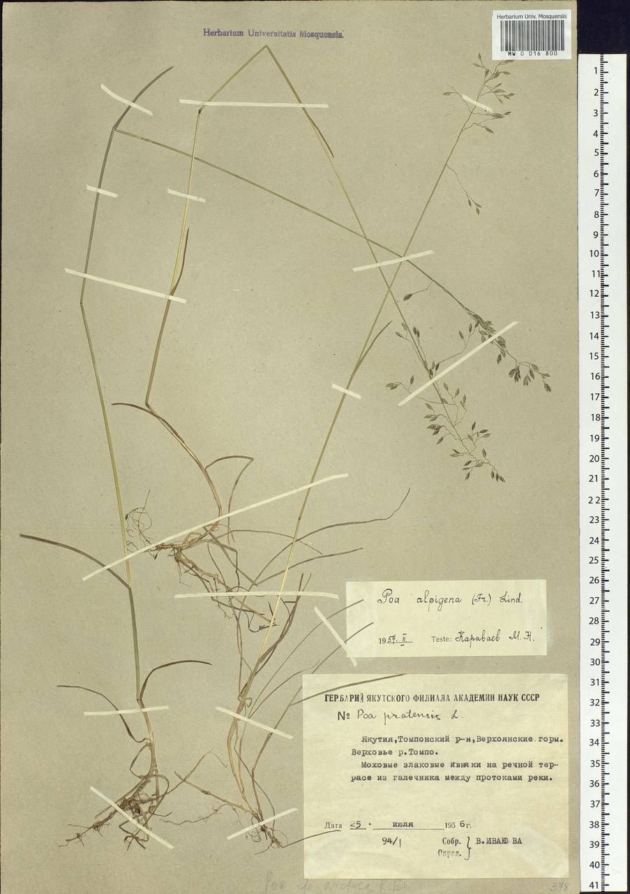 Poa alpigena Lindm., Siberia, Yakutia (S5) (Russia)