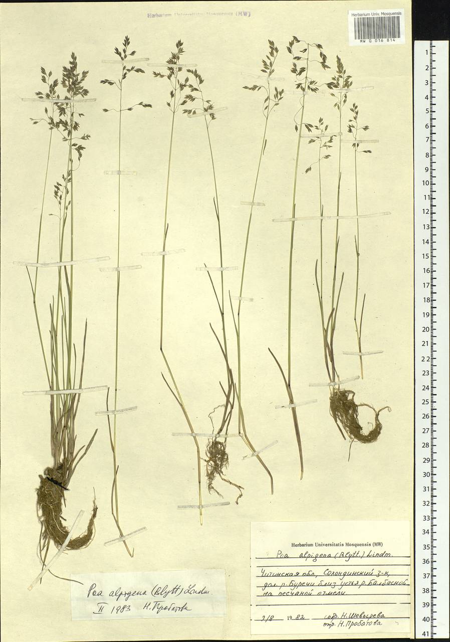 Poa alpigena Lindm., Siberia, Baikal & Transbaikal region (S4) (Russia)