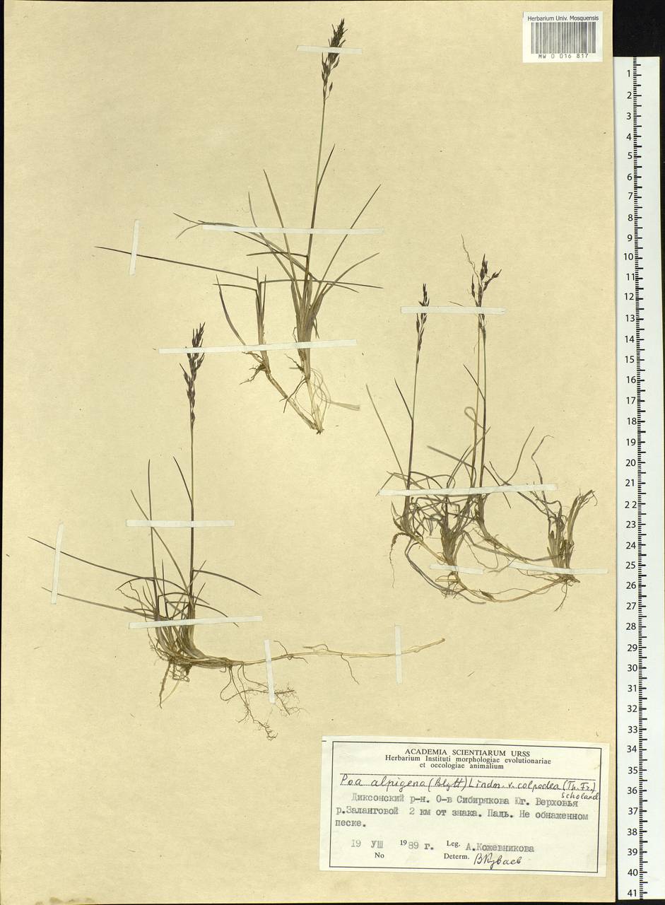 Poa alpigena Lindm., Siberia, Central Siberia (S3) (Russia)