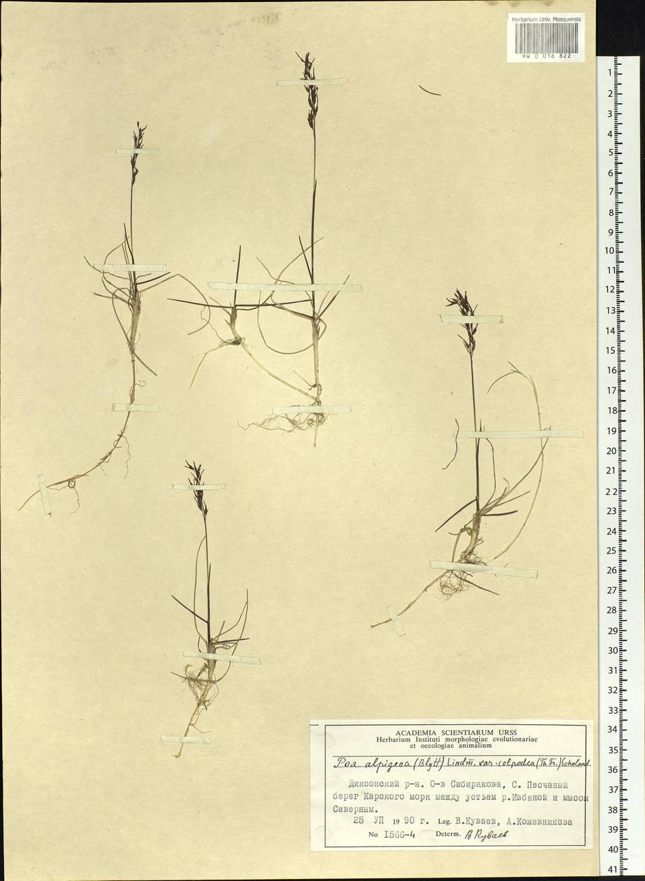 Poa alpigena Lindm., Siberia, Central Siberia (S3) (Russia)