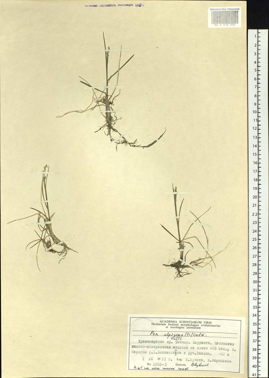 Poa alpigena Lindm., Siberia, Central Siberia (S3) (Russia)