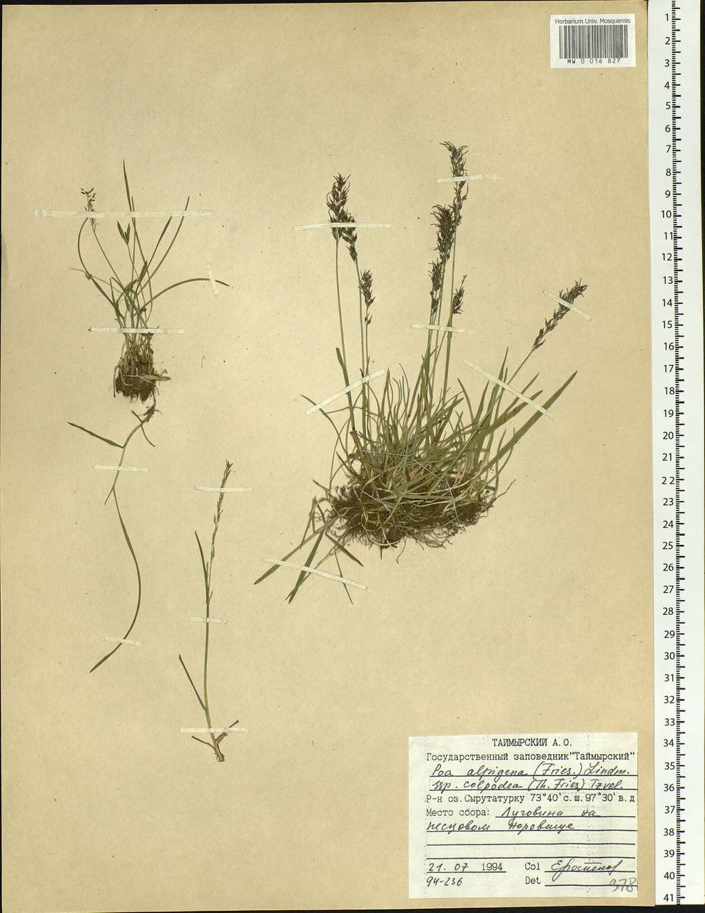 Poa alpigena Lindm., Siberia, Central Siberia (S3) (Russia)