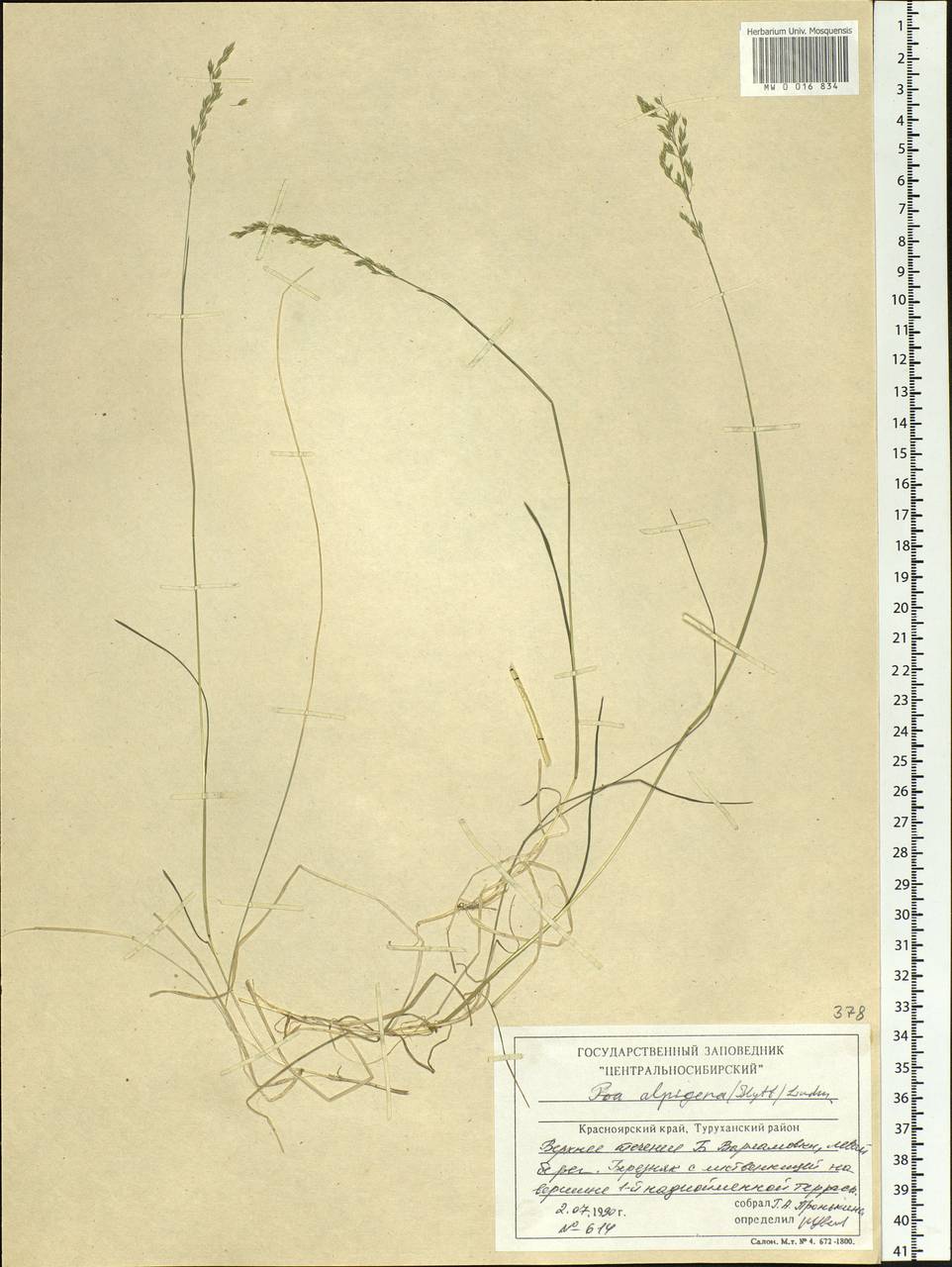 Poa alpigena Lindm., Siberia, Central Siberia (S3) (Russia)