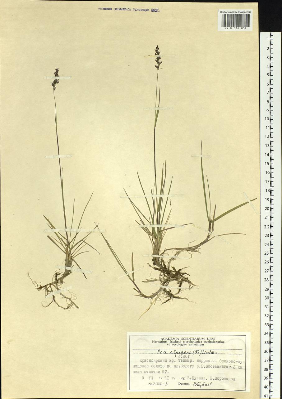 Poa alpigena Lindm., Siberia, Central Siberia (S3) (Russia)