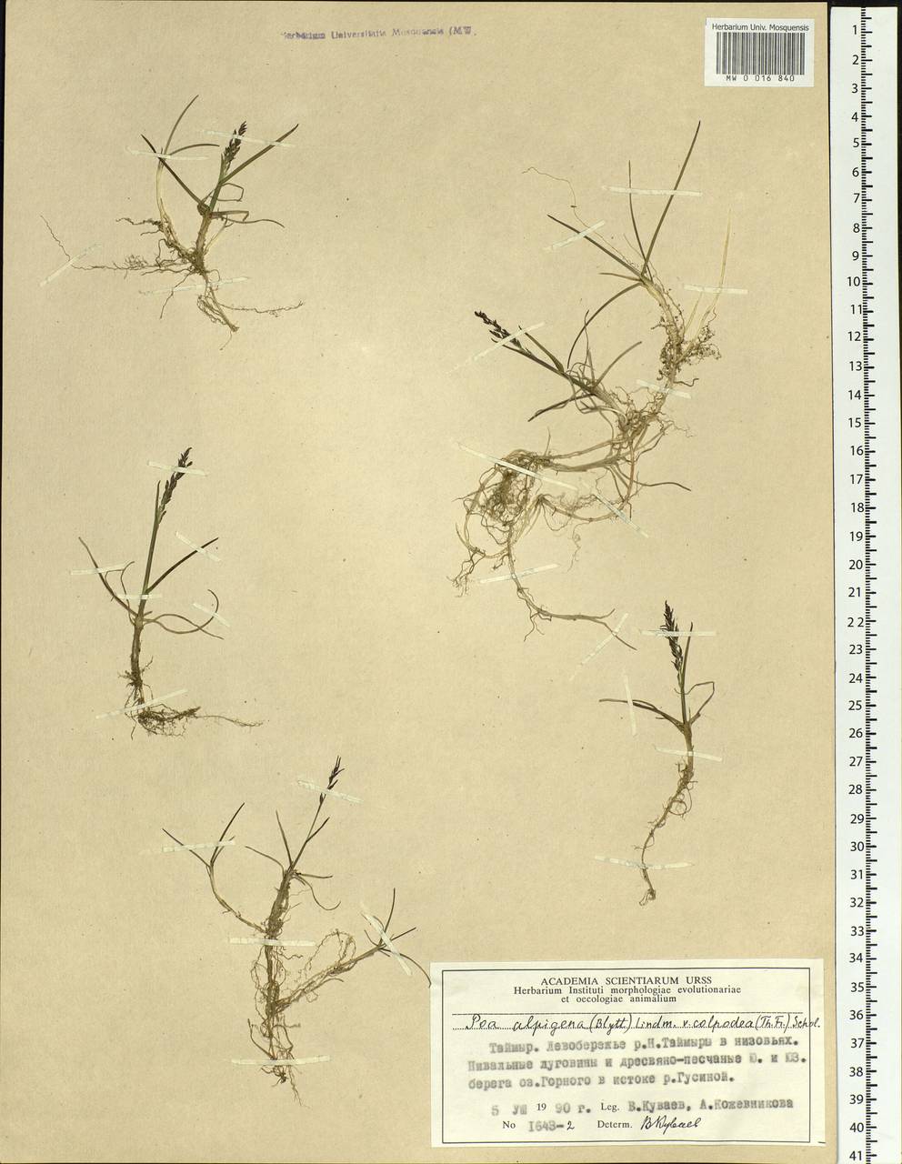 Poa alpigena Lindm., Siberia, Central Siberia (S3) (Russia)