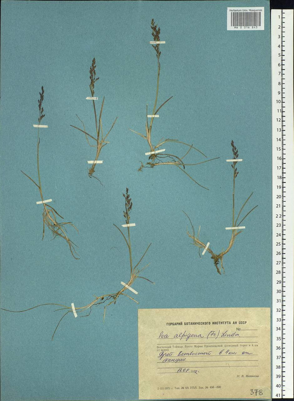 Poa alpigena Lindm., Siberia, Central Siberia (S3) (Russia)