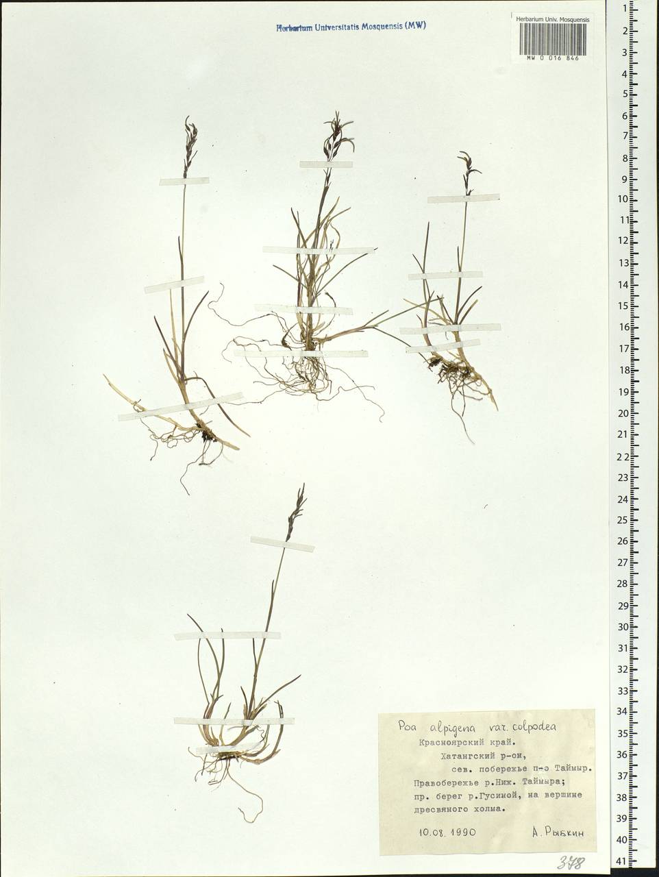 Poa alpigena Lindm., Siberia, Central Siberia (S3) (Russia)