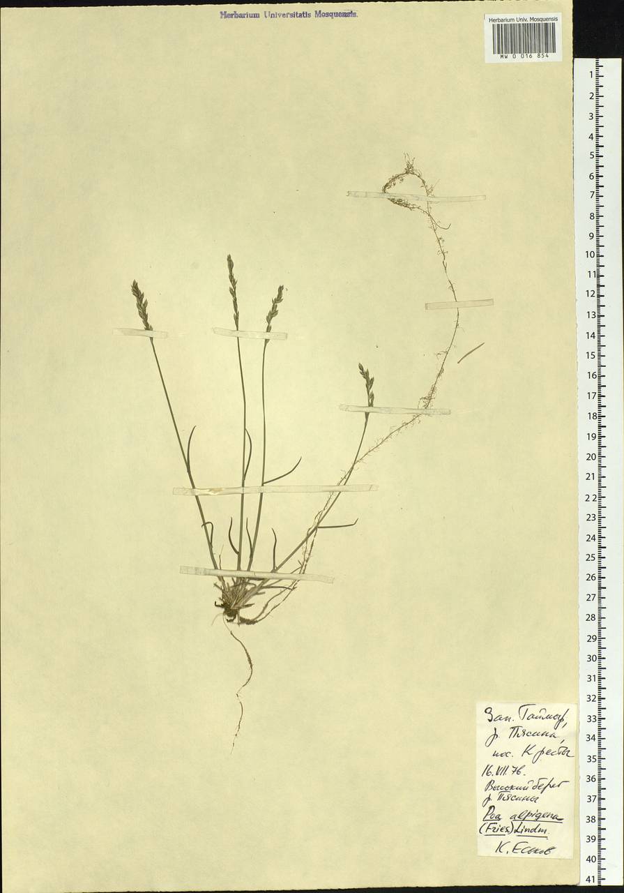 Poa alpigena Lindm., Siberia, Central Siberia (S3) (Russia)