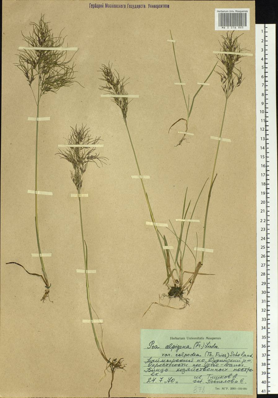 Poa alpigena Lindm., Siberia, Central Siberia (S3) (Russia)