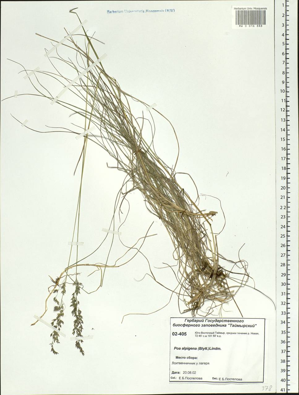 Poa alpigena Lindm., Siberia, Central Siberia (S3) (Russia)