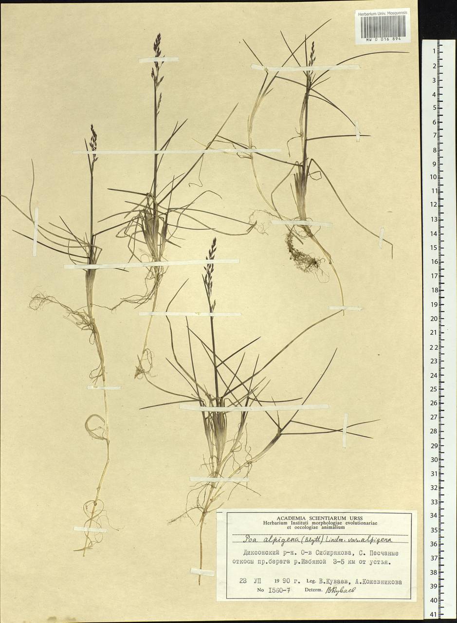 Poa alpigena Lindm., Siberia, Central Siberia (S3) (Russia)