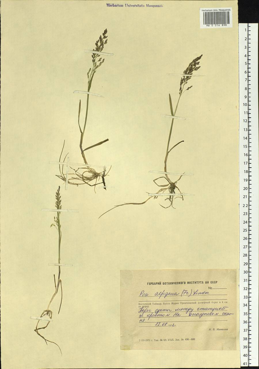 Poa alpigena Lindm., Siberia, Central Siberia (S3) (Russia)