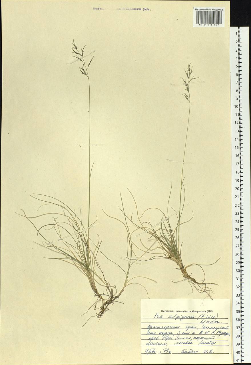 Poa alpigena Lindm., Siberia, Central Siberia (S3) (Russia)