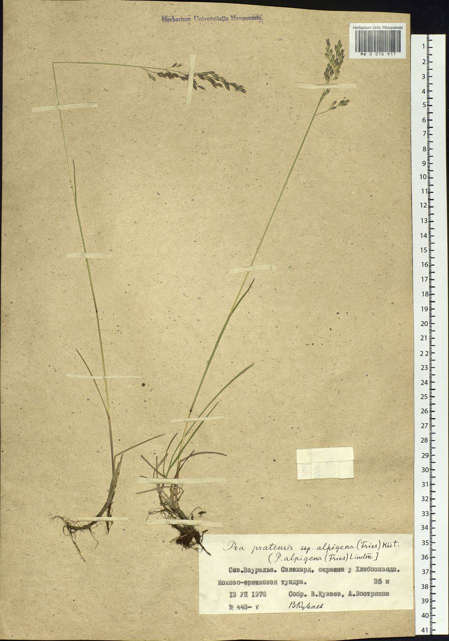 Poa alpigena Lindm., Siberia, Western Siberia (S1) (Russia)