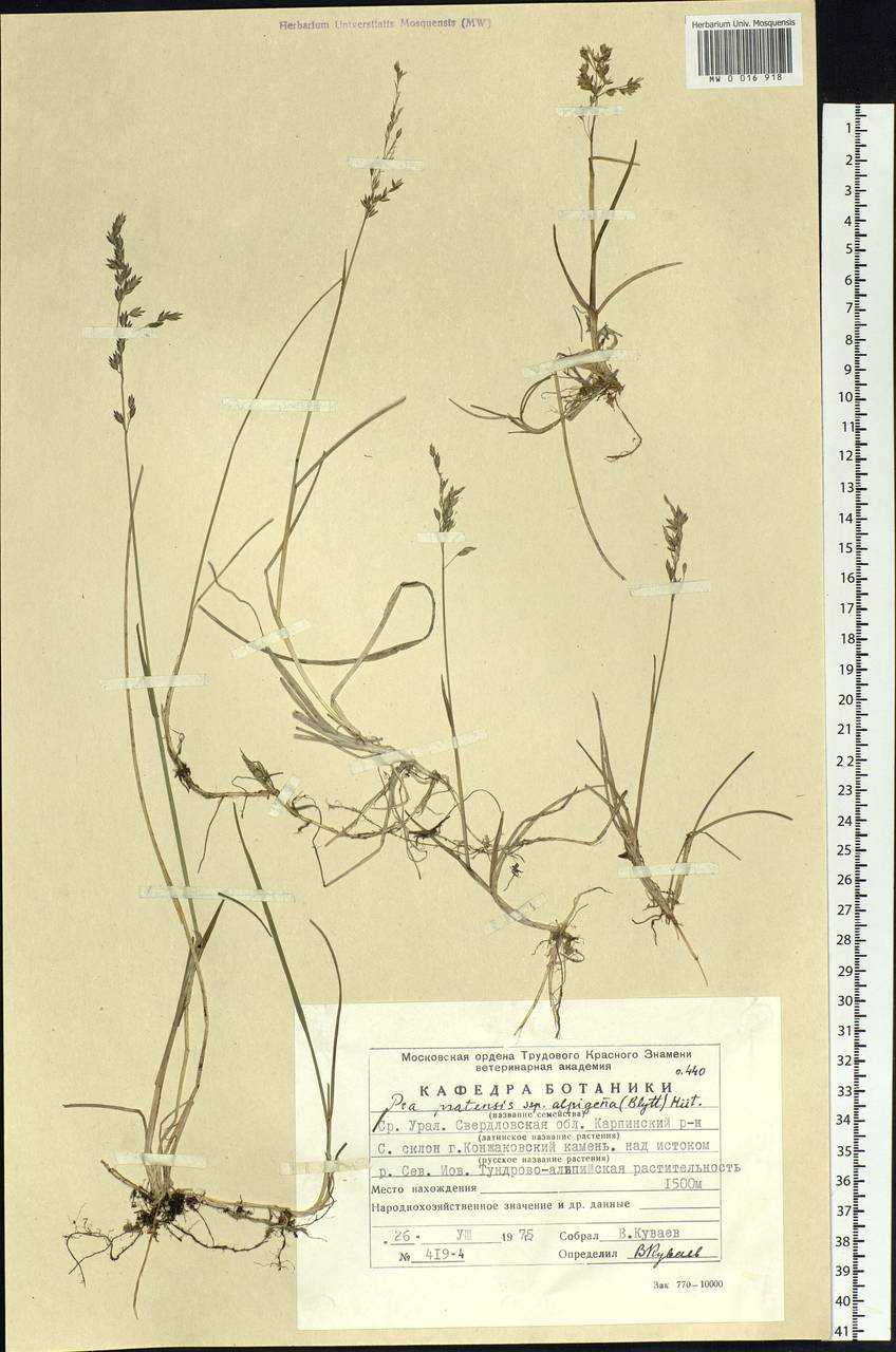 Poa alpigena Lindm., Eastern Europe, Eastern region (E10) (Russia)