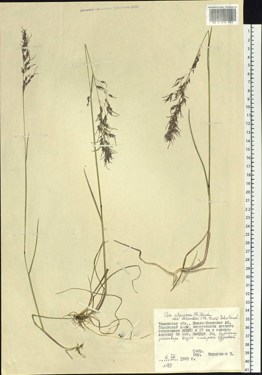 Poa alpigena Lindm., Siberia, Western Siberia (S1) (Russia)