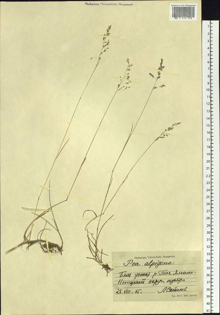 Poa alpigena Lindm., Siberia, Western Siberia (S1) (Russia)