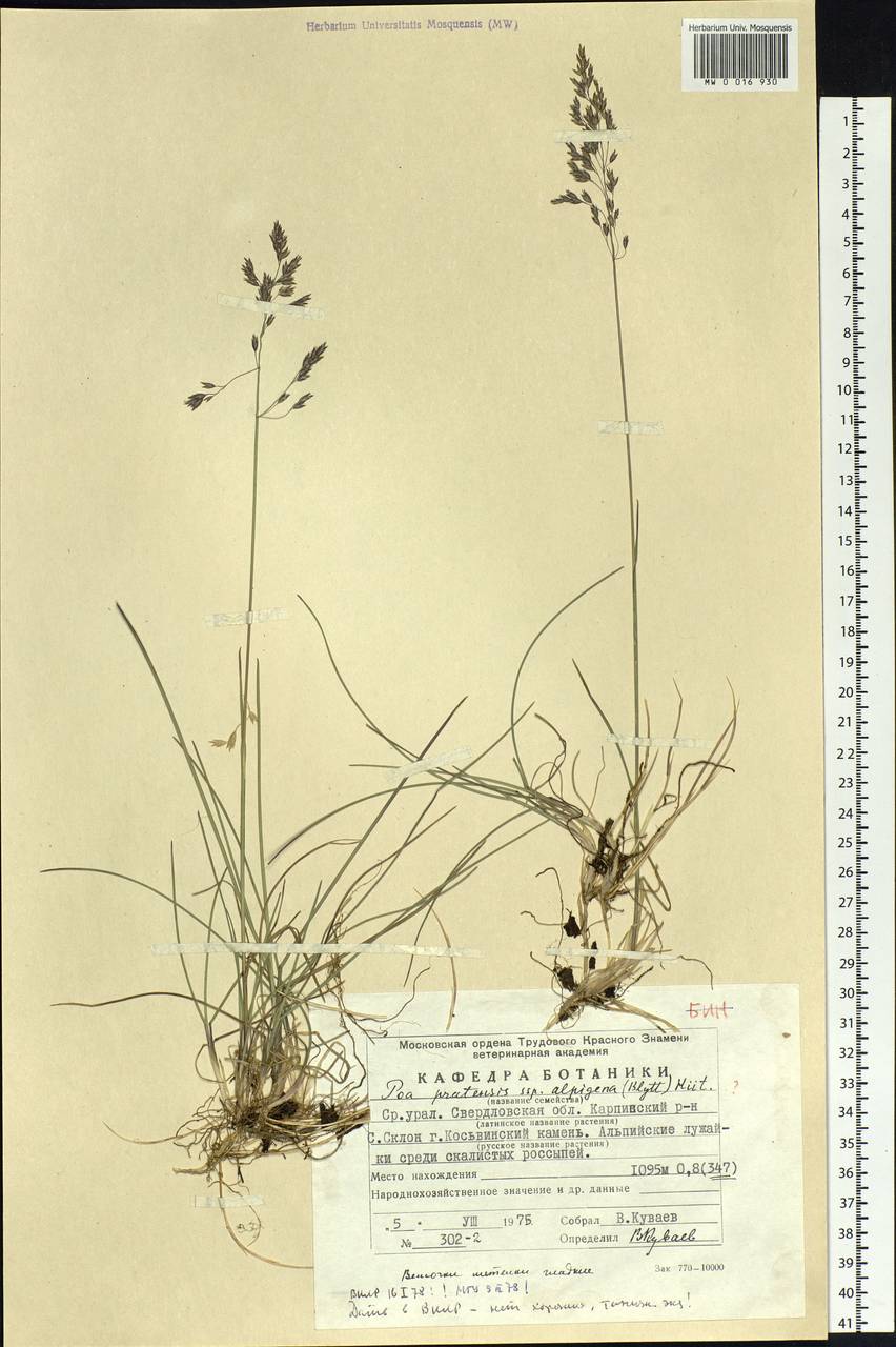 Poa alpigena Lindm., Eastern Europe, Eastern region (E10) (Russia)