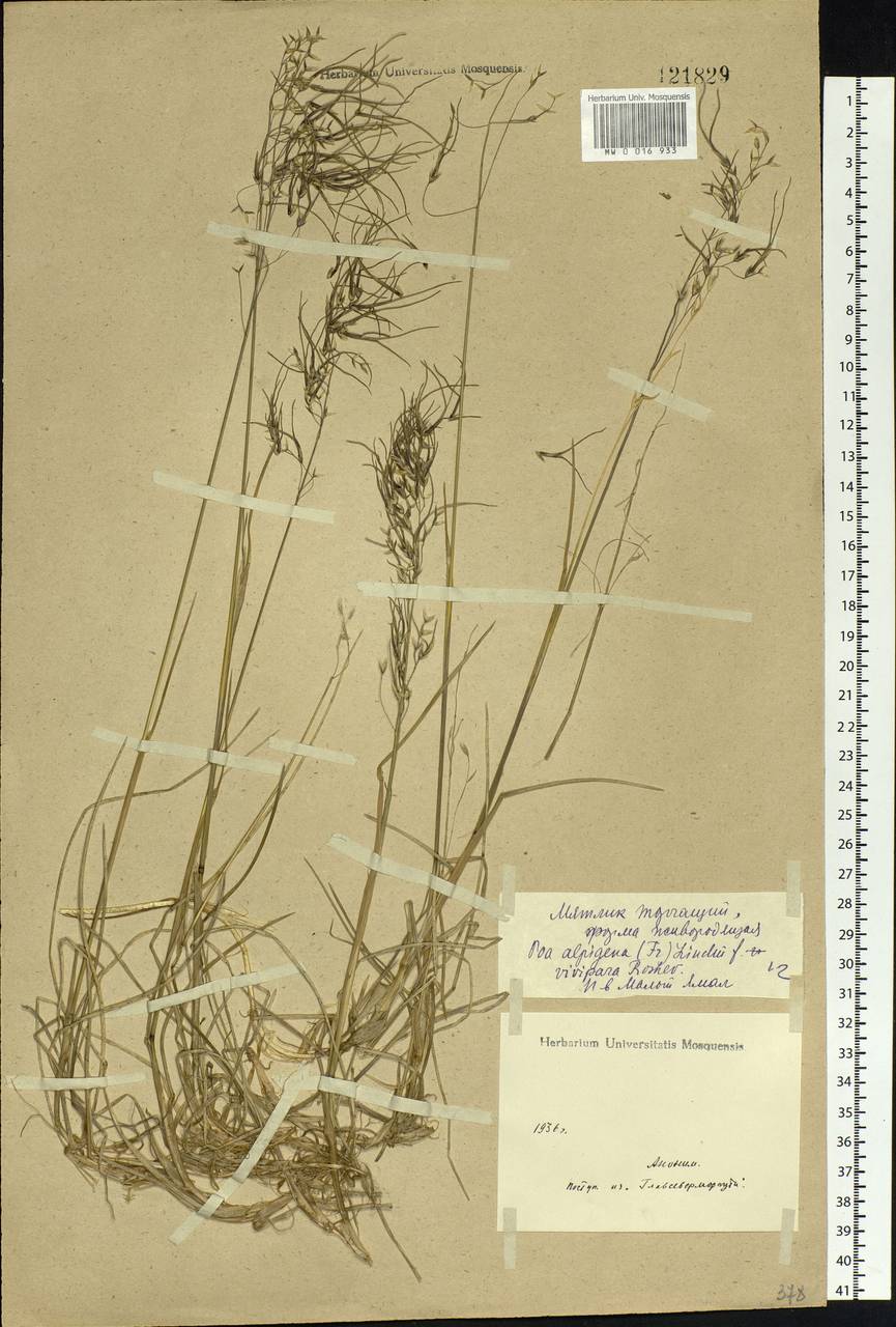 Poa alpigena Lindm., Siberia, Western Siberia (S1) (Russia)