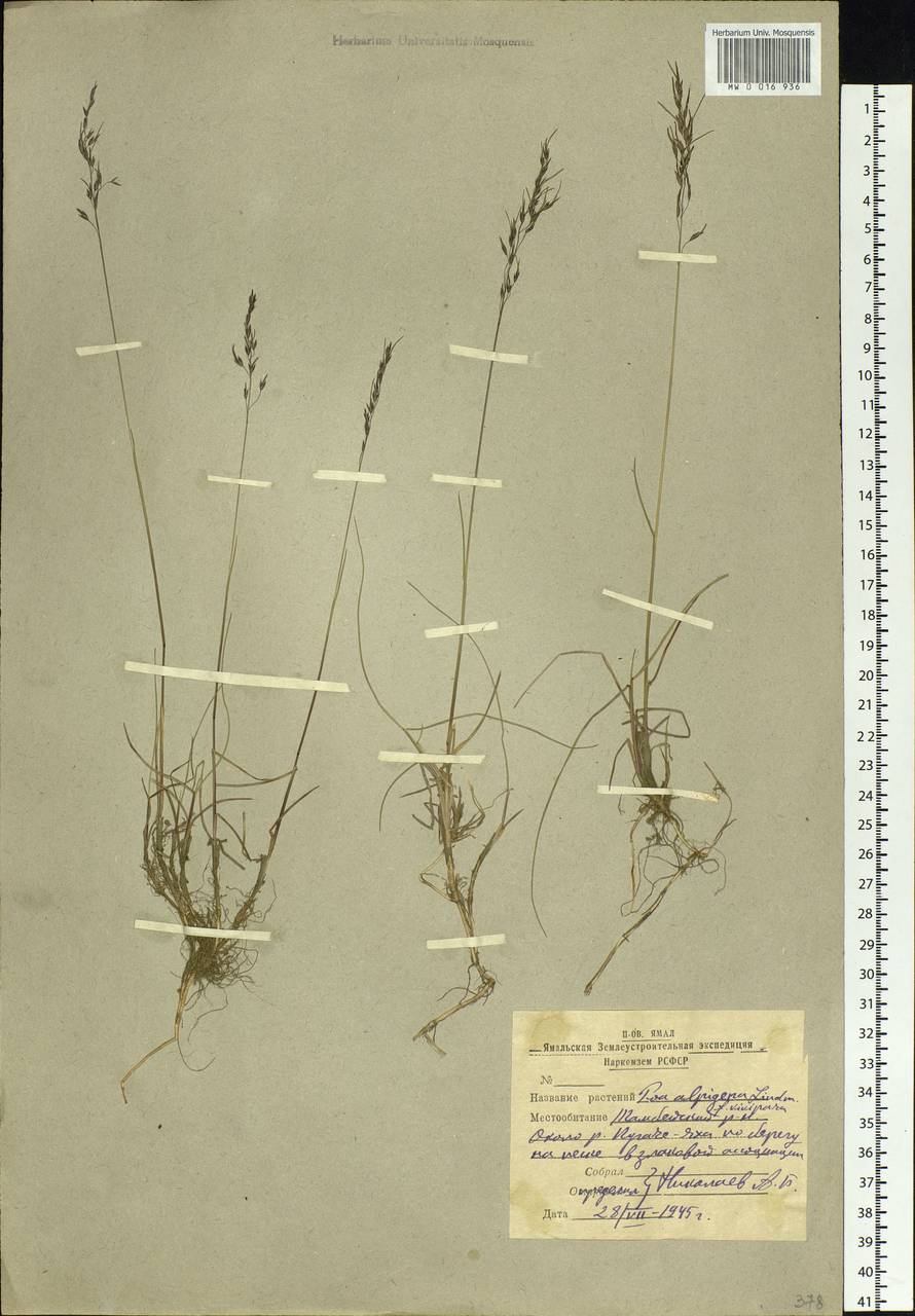 Poa alpigena Lindm., Siberia, Western Siberia (S1) (Russia)