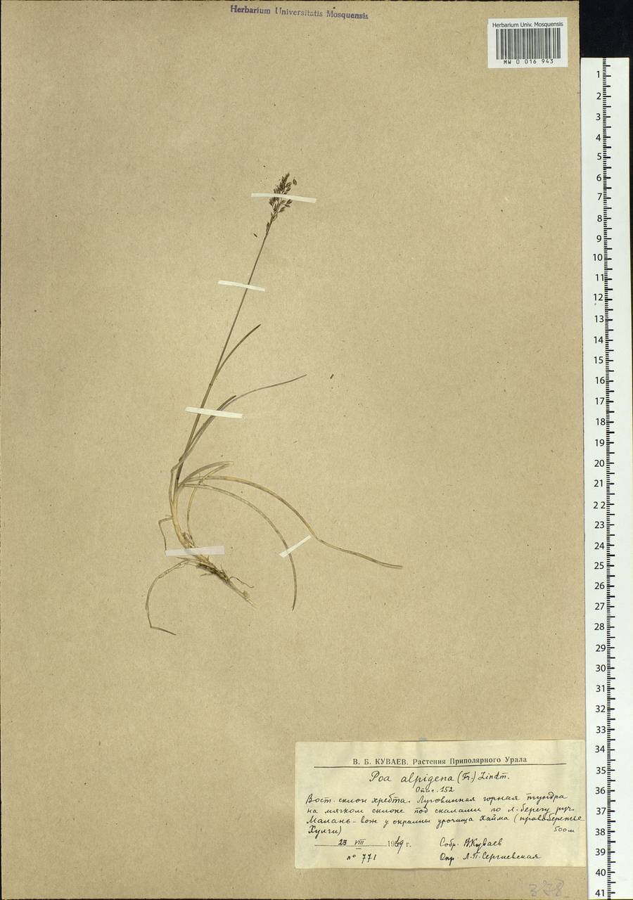 Poa alpigena Lindm., Siberia, Western Siberia (S1) (Russia)