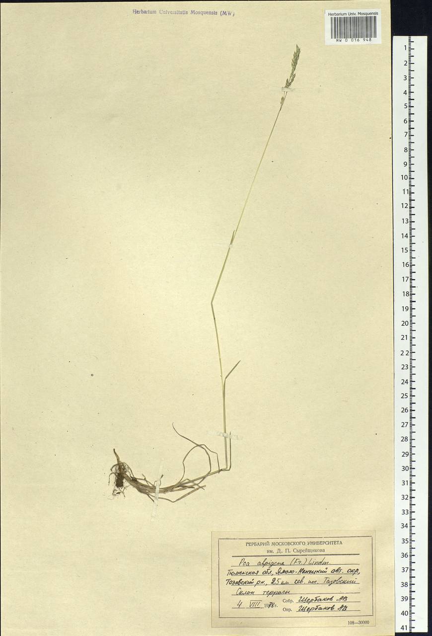 Poa alpigena Lindm., Siberia, Western Siberia (S1) (Russia)