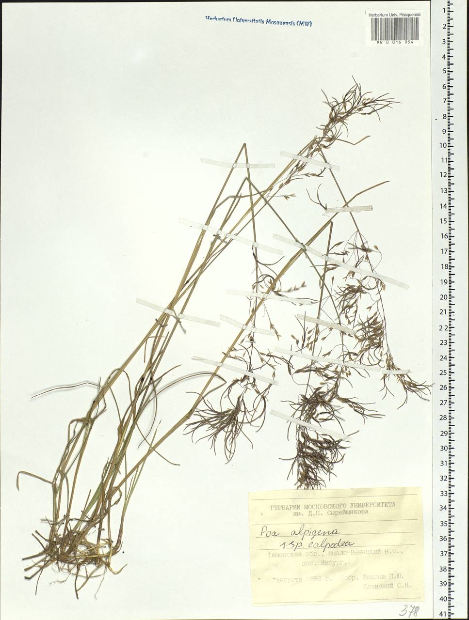 Poa alpigena Lindm., Siberia, Western Siberia (S1) (Russia)