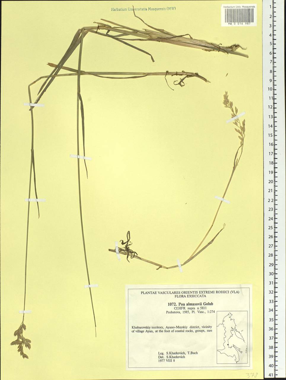 Poa almasovii Golub, Siberia, Russian Far East (S6) (Russia)