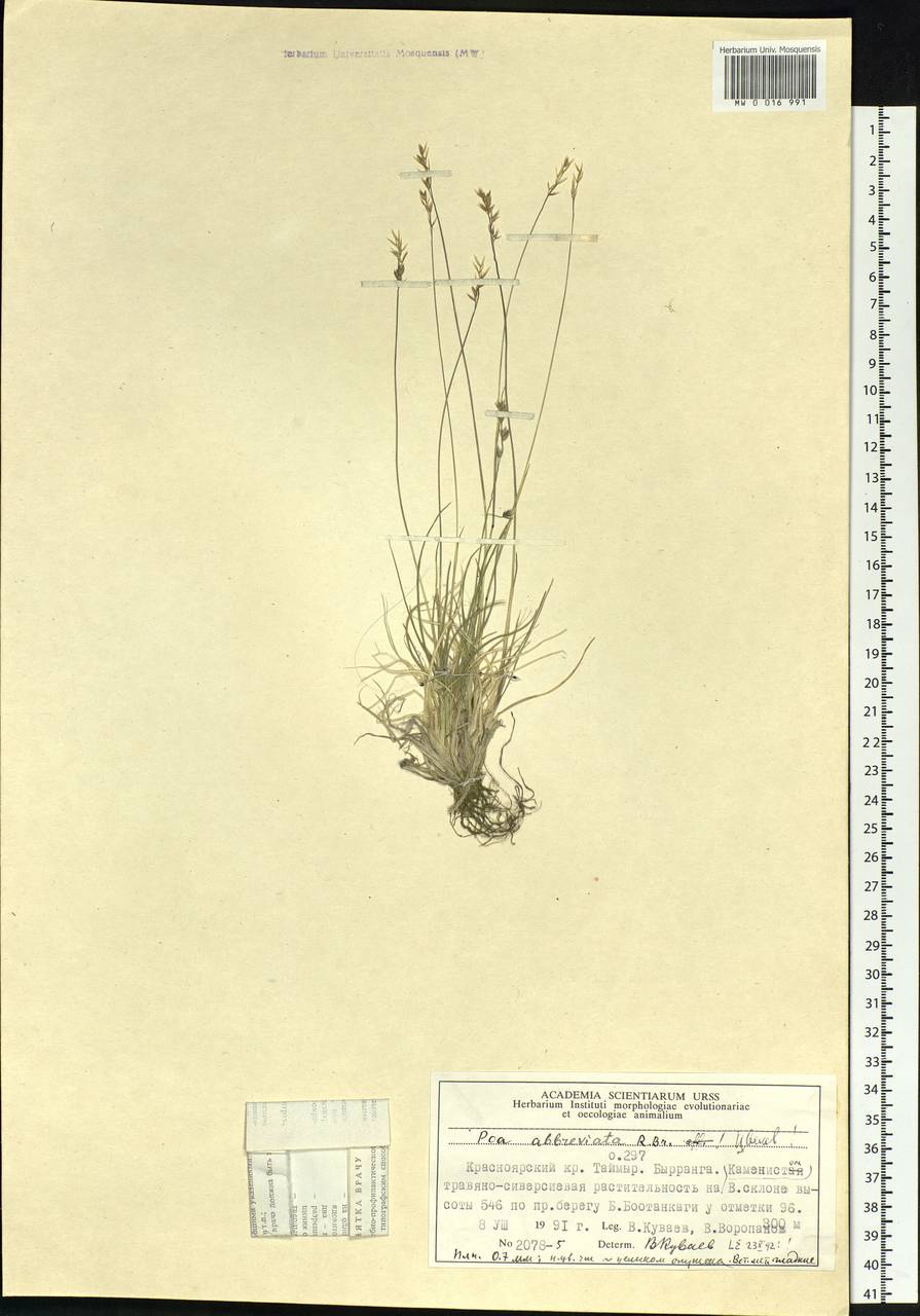 Poa abbreviata R.Br., Siberia, Central Siberia (S3) (Russia)