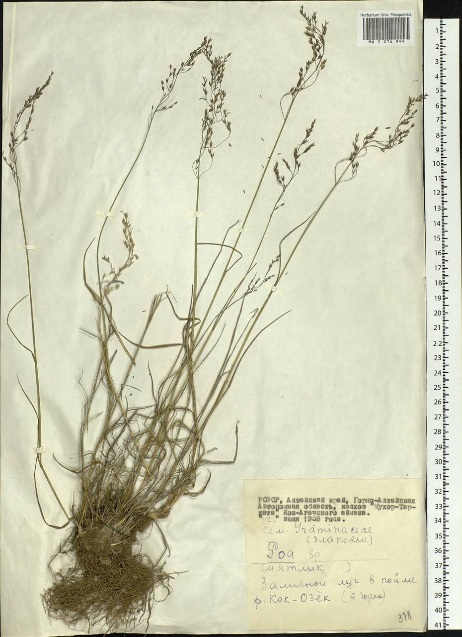 Poa, Siberia, Altai & Sayany Mountains (S2) (Russia)