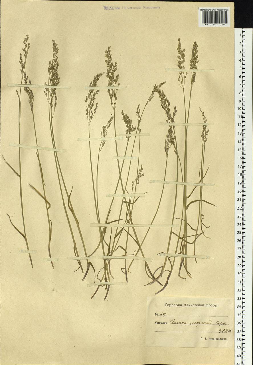 Poa, Siberia, Chukotka & Kamchatka (S7) (Russia)