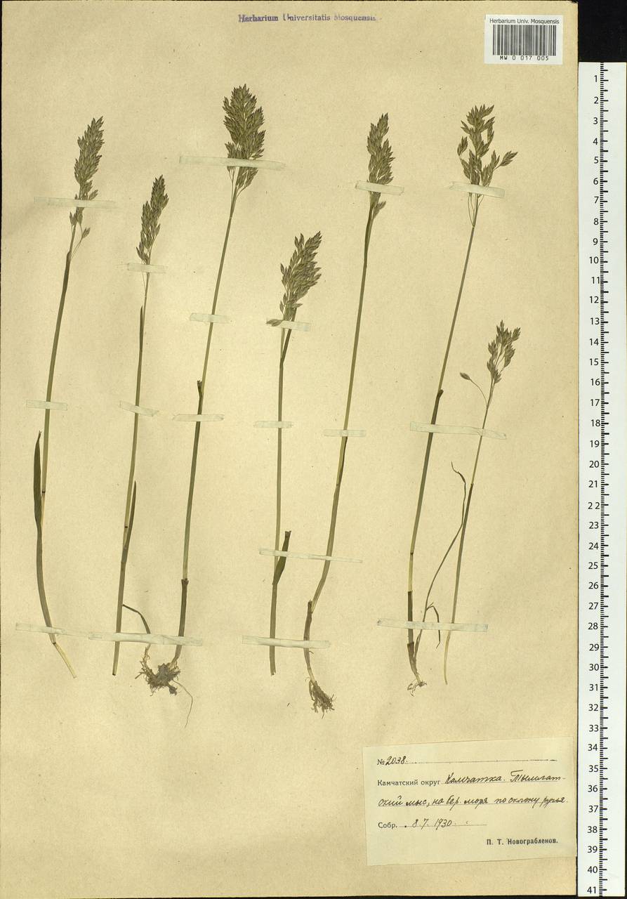 Poa, Siberia, Chukotka & Kamchatka (S7) (Russia)