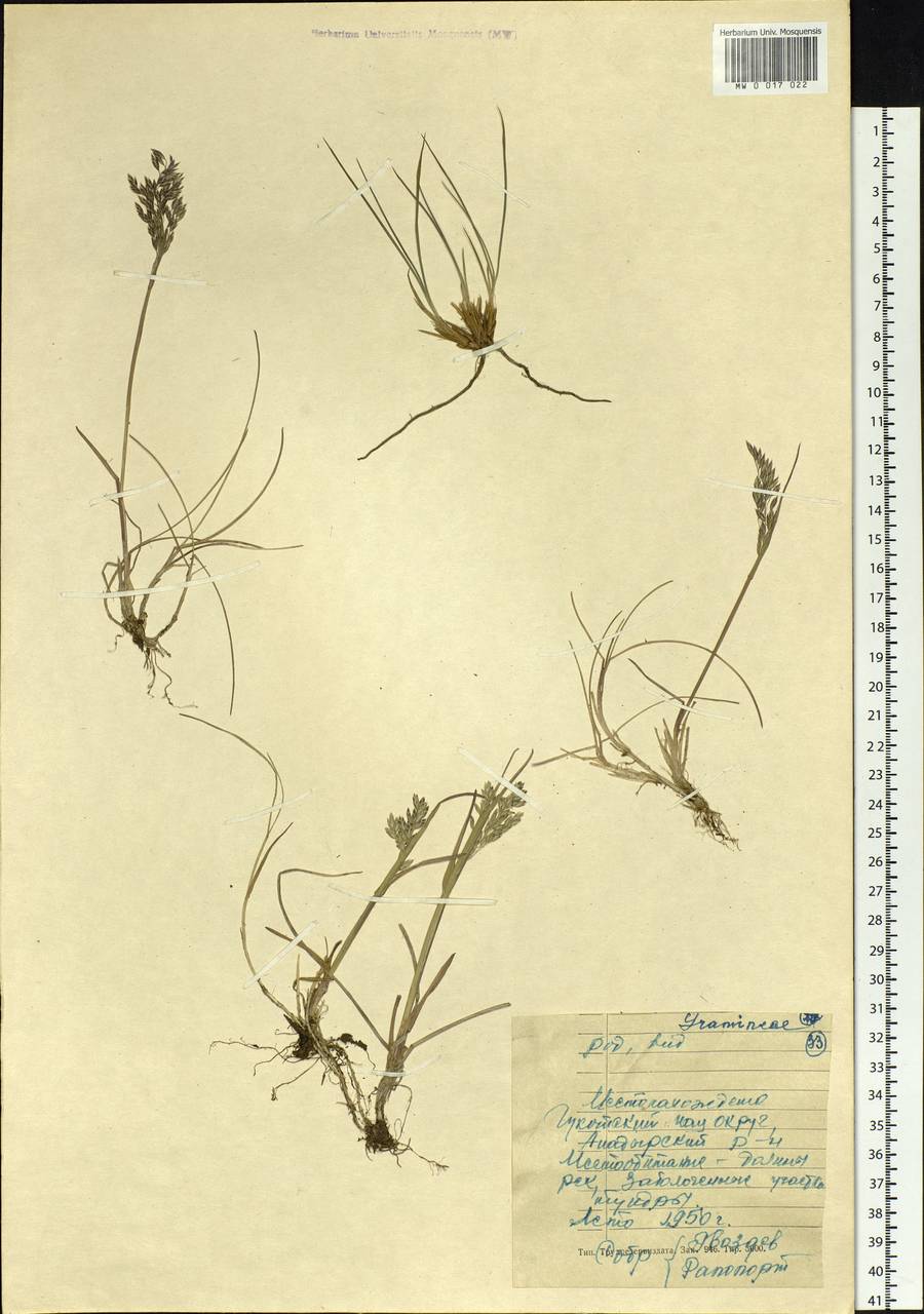 Poa, Siberia, Chukotka & Kamchatka (S7) (Russia)