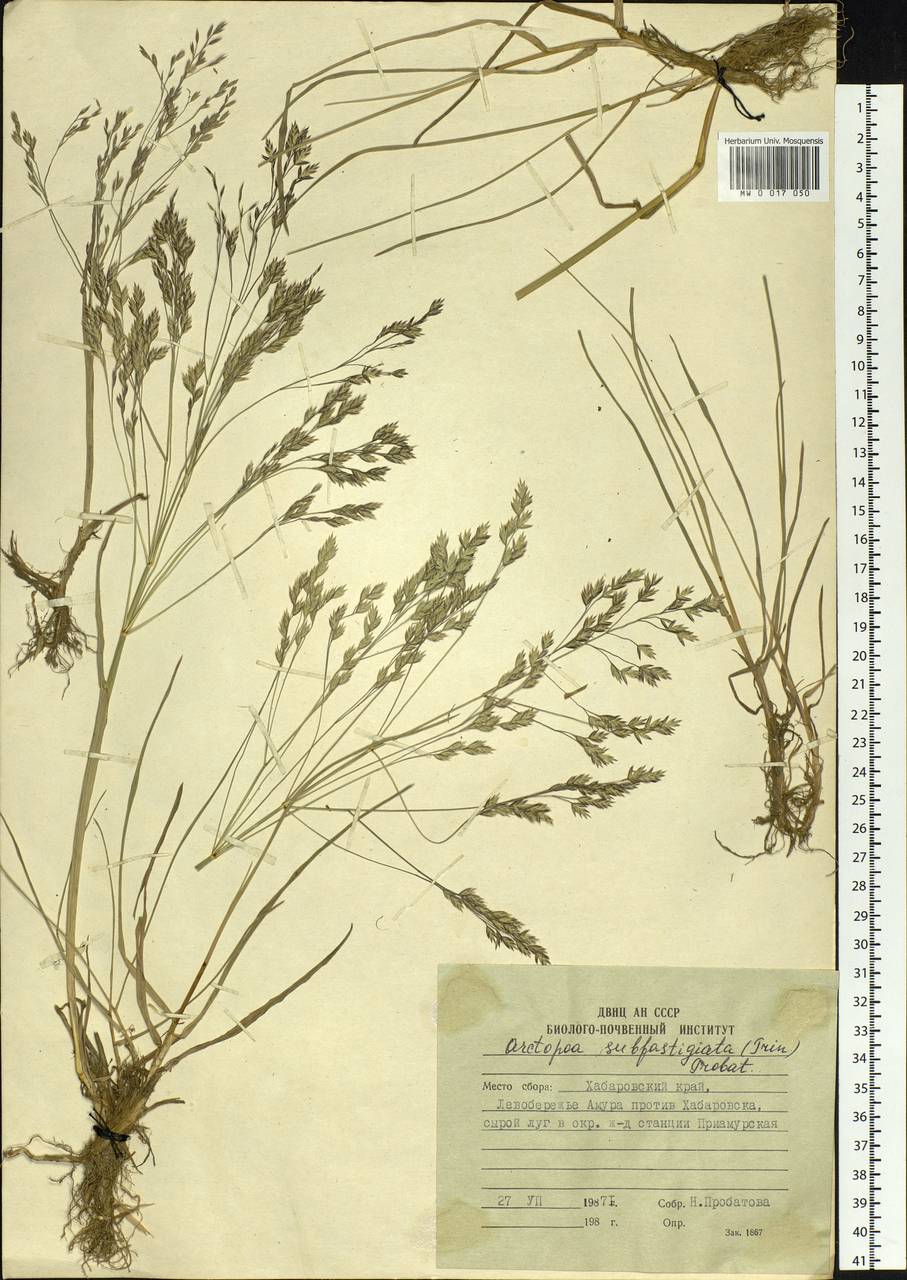 Arctopoa subfastigiata (Trin.) Prob., Siberia, Russian Far East (S6) (Russia)