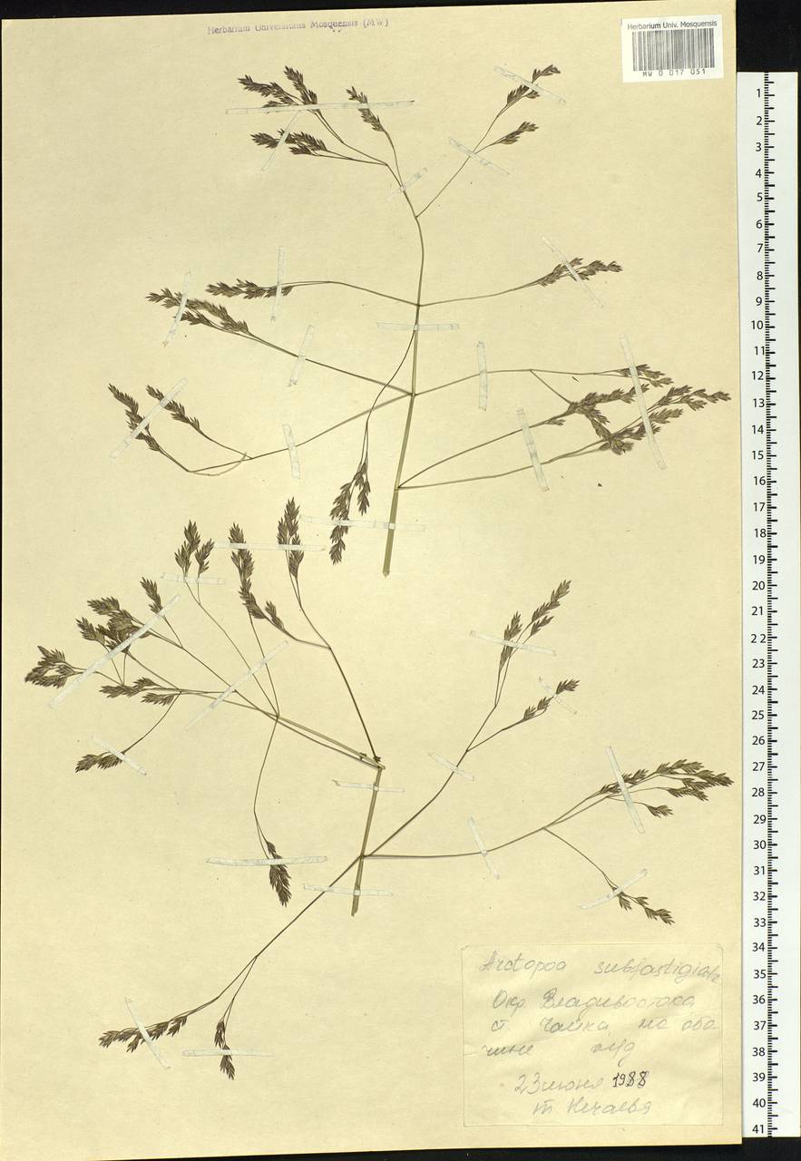 Arctopoa subfastigiata (Trin.) Prob., Siberia, Russian Far East (S6) (Russia)