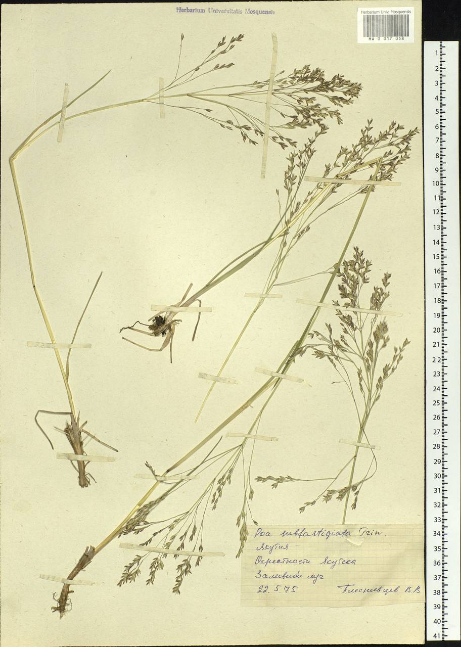 Arctopoa subfastigiata (Trin.) Prob., Siberia, Yakutia (S5) (Russia)