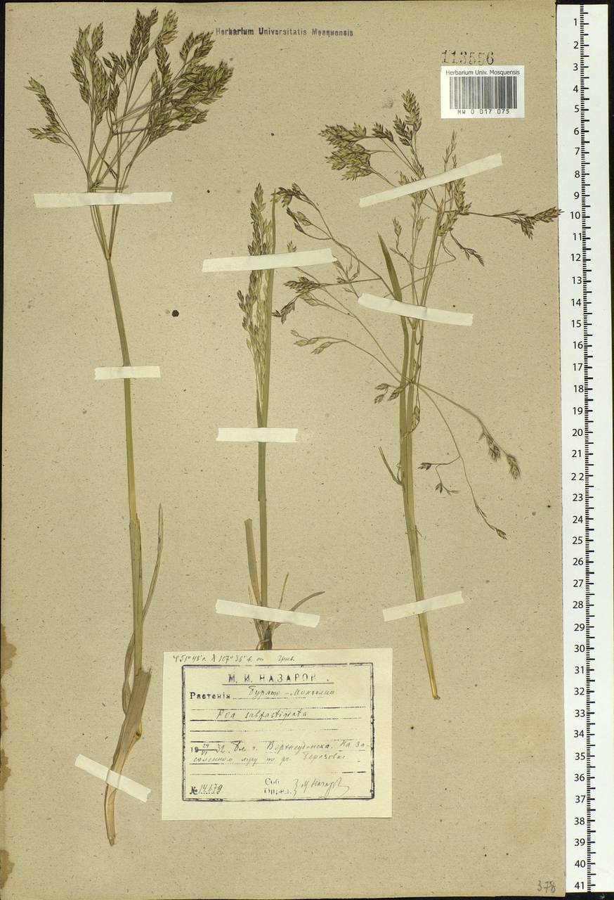 Arctopoa subfastigiata (Trin.) Prob., Siberia, Baikal & Transbaikal region (S4) (Russia)
