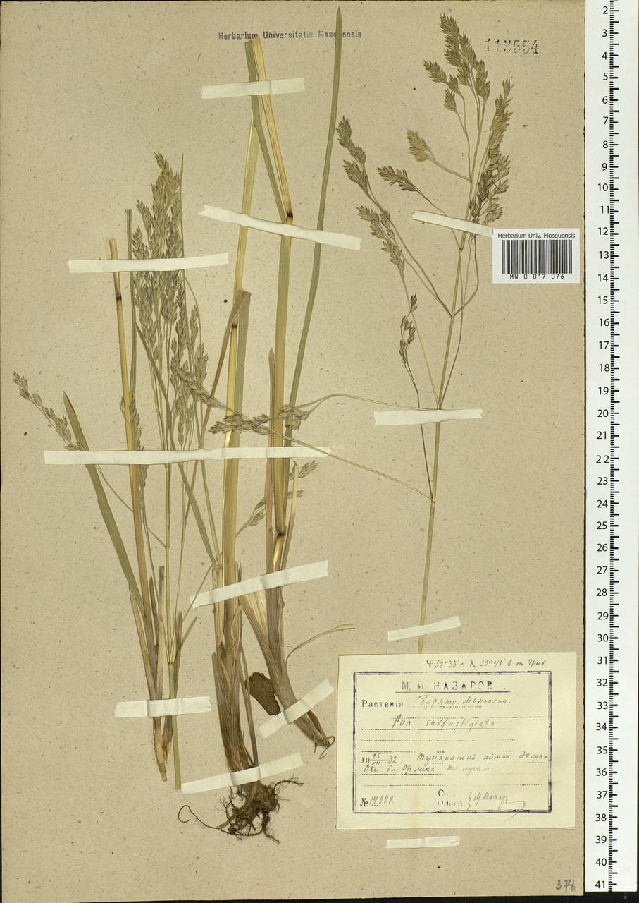 Arctopoa subfastigiata (Trin.) Prob., Siberia, Baikal & Transbaikal region (S4) (Russia)