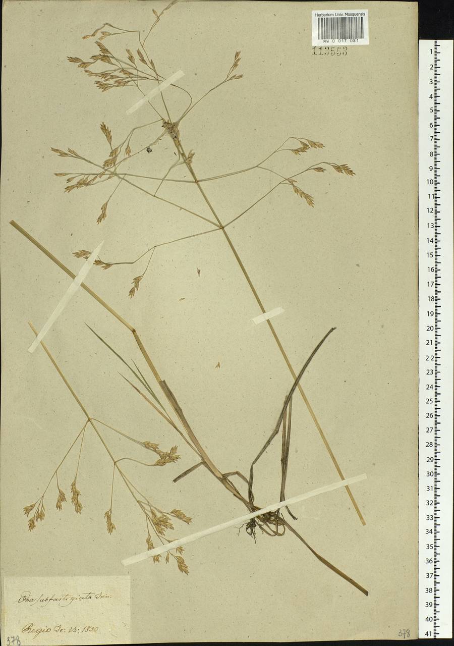 Arctopoa subfastigiata (Trin.) Prob., Siberia, Baikal & Transbaikal region (S4) (Russia)