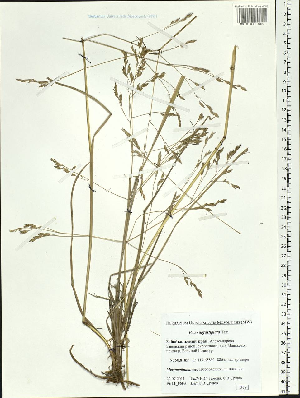 Arctopoa subfastigiata (Trin.) Prob., Siberia, Baikal & Transbaikal region (S4) (Russia)