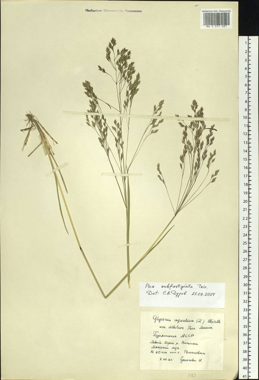 Arctopoa subfastigiata (Trin.) Prob., Siberia, Baikal & Transbaikal region (S4) (Russia)