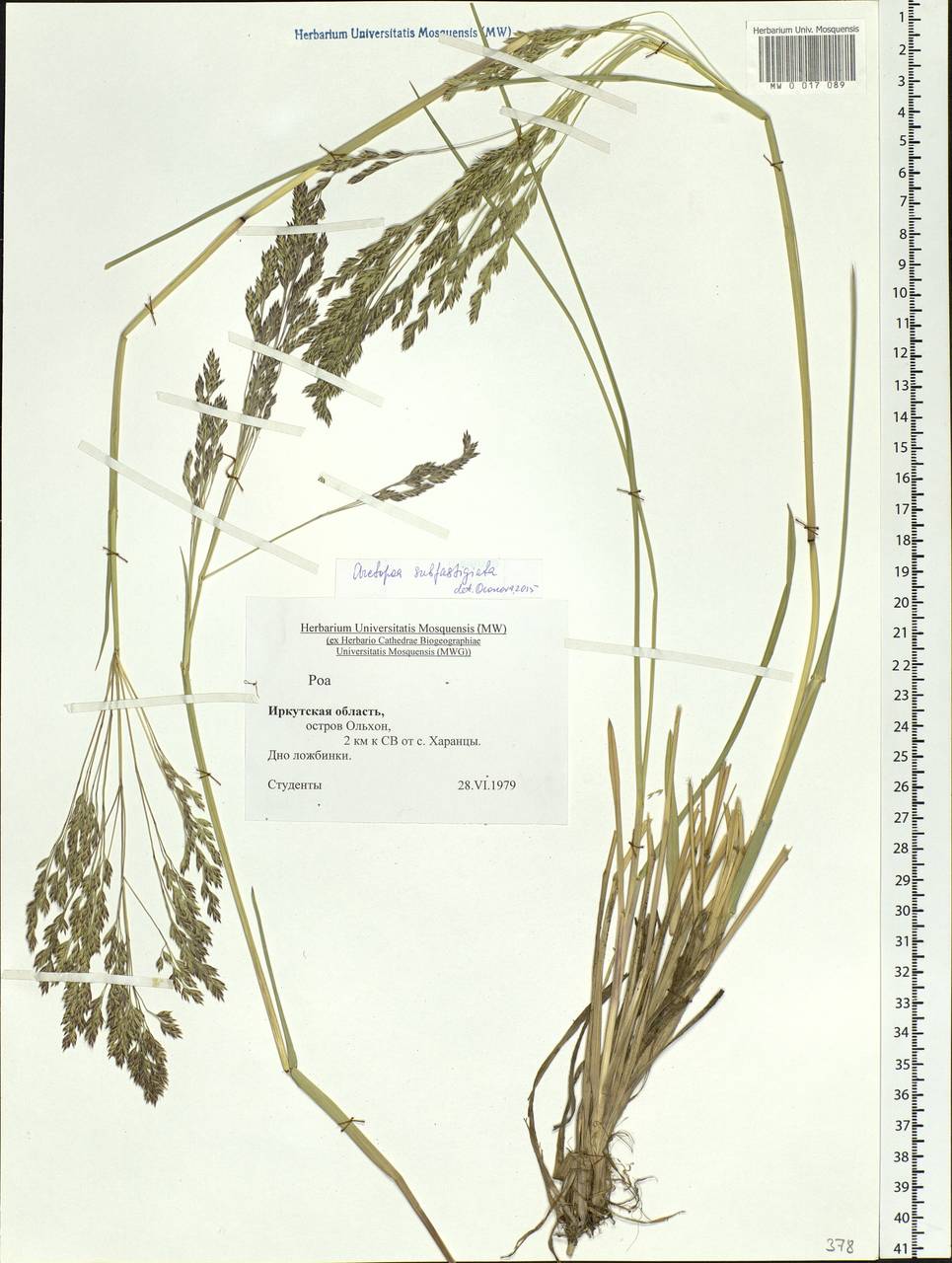 Arctopoa subfastigiata (Trin.) Prob., Siberia, Baikal & Transbaikal region (S4) (Russia)
