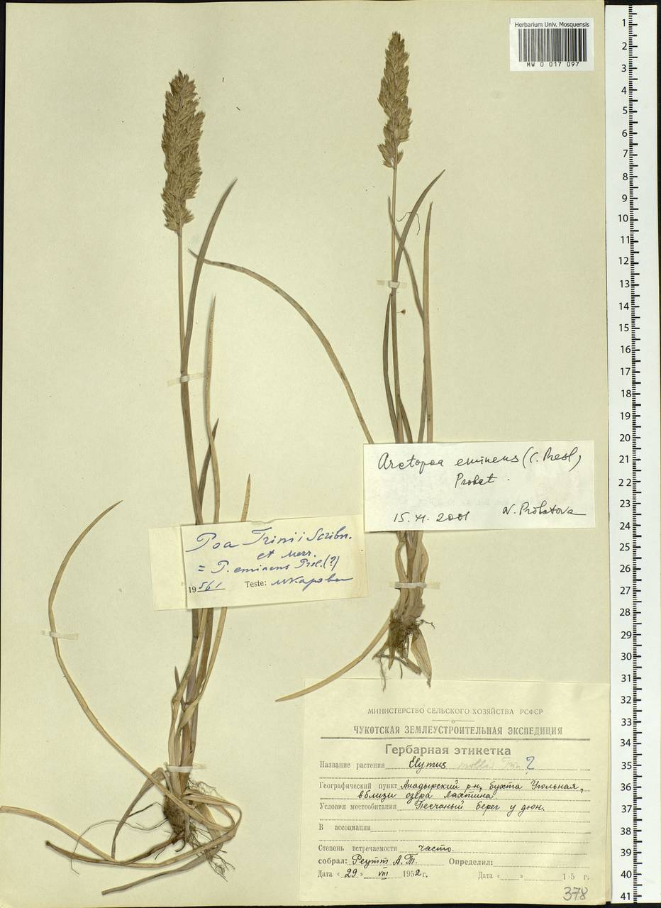 Arctopoa eminens (J.Presl) Prob., Siberia, Chukotka & Kamchatka (S7) (Russia)