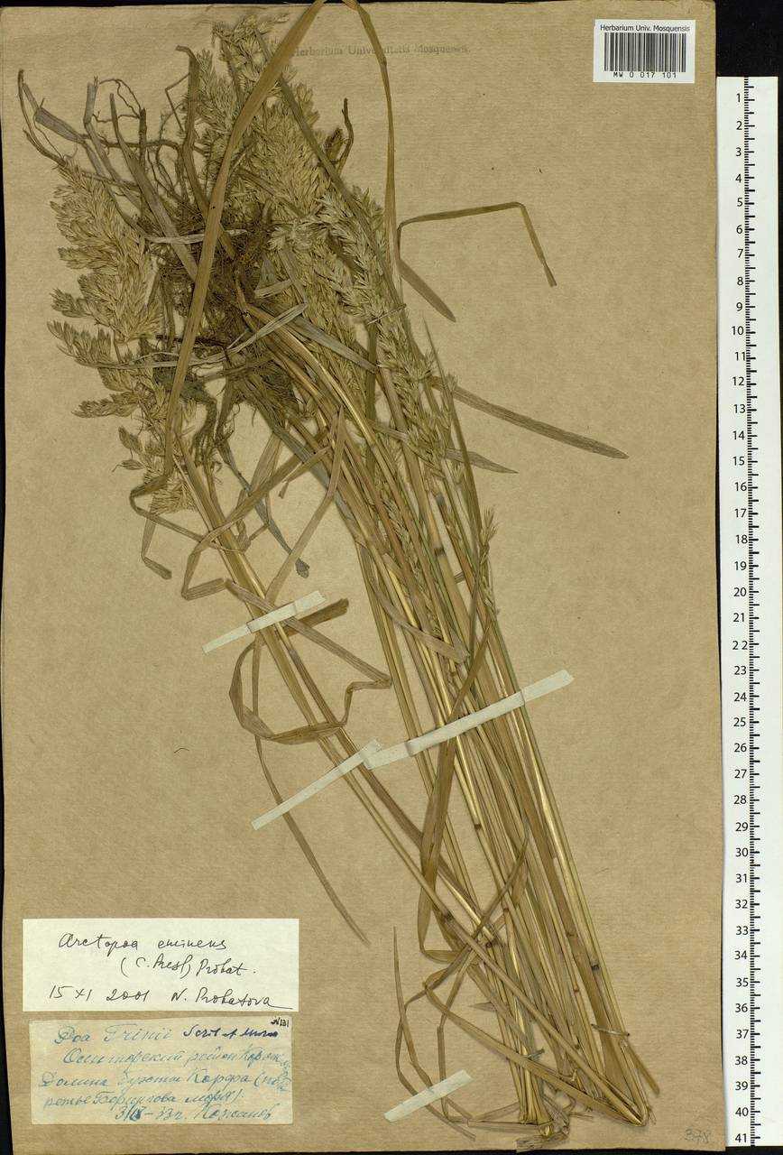 Arctopoa eminens (J.Presl) Prob., Siberia, Chukotka & Kamchatka (S7) (Russia)