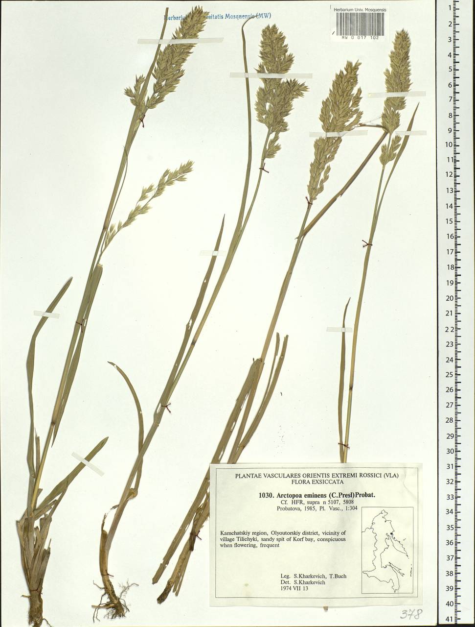 Arctopoa eminens (J.Presl) Prob., Siberia, Chukotka & Kamchatka (S7) (Russia)