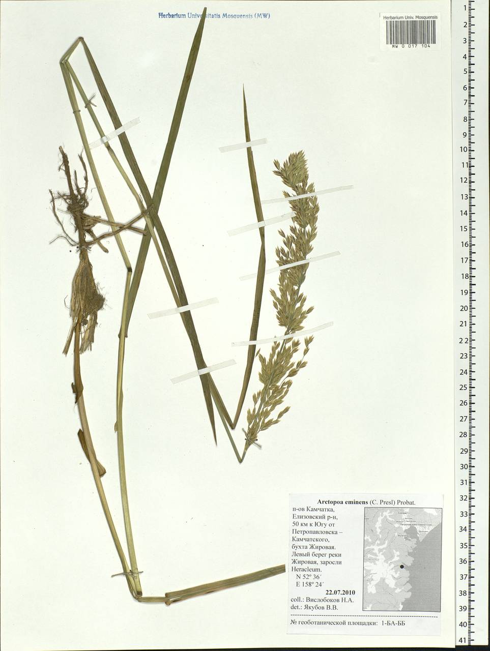 Arctopoa eminens (J.Presl) Prob., Siberia, Chukotka & Kamchatka (S7) (Russia)